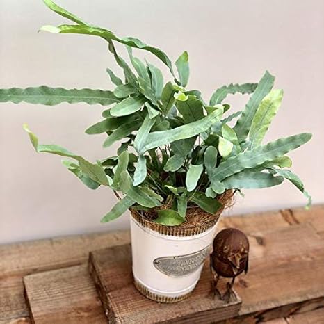 Amazon Co Jp おしゃれ 観葉植物 フレボディウム ブルースター ブリキの鉢カバー ココヤシ飾り Diy 工具 ガーデン