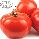 Beefsteak Tomato Seeds - 250 Seeds Non-GMO