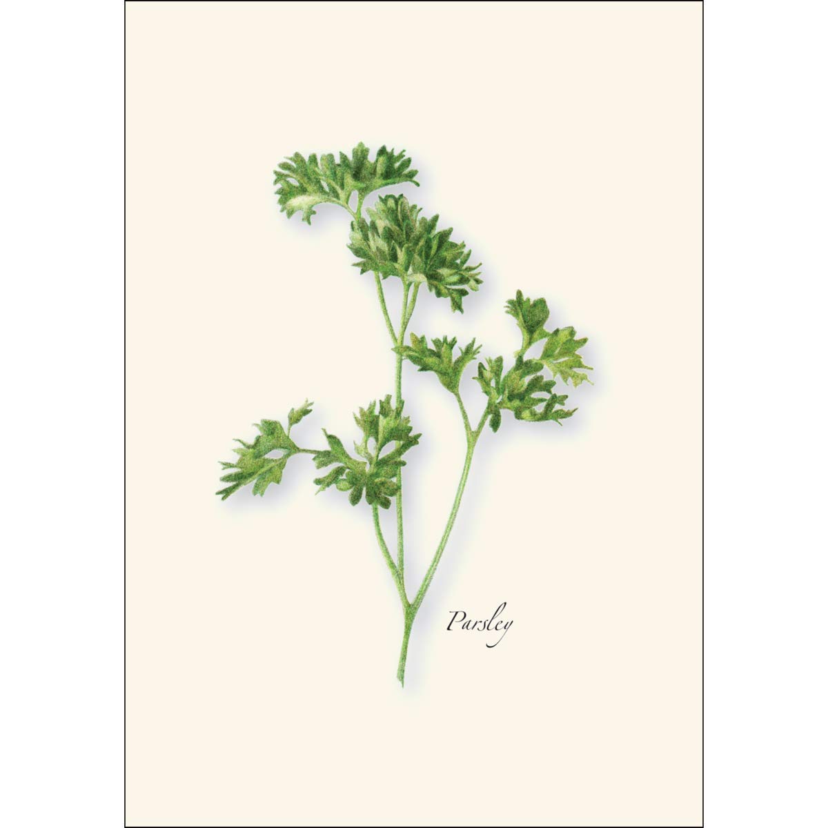 Earth Sky + Water - Herb Assortment Notecard Set - 8 Blank Cards with Envelopes (2 each of 4 styles)