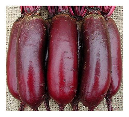 BEETROOT - CYLINDRA - 400 FINEST SEEDS - ORGANIC
