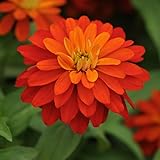 Outsidepride Marylandica Zahara Double Fire Zinnia