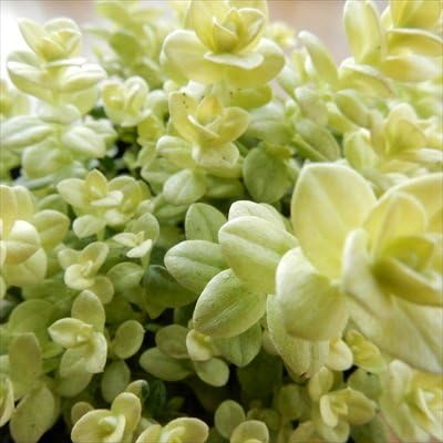Amazon ミニヘリクリサム ライム 観葉植物 ミニ観葉 観葉植物 オンライン通販