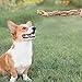 Nature Gnaws Bully Sticks Combo Pack - Premium Natural Beef Dental Bones - Long Lasting Dog Chew Treats for Aggressive Chewers - Rawhide Free