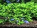 Mainam Staurogyne Repens Carpet Freshwater Bundle Live Aquarium Plant Decorations