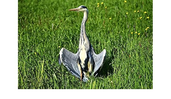 Amazoncom Photography Poster Grey Heron Heron Wading