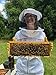 Honey Feast - Florida Beach Mangrove Honey |American Organic floral sources | 3 Pounds | Unfiltered & Pure | Local honey to Sanibel Island, Port Charlotte, Melbourne and Cocoa Beach.