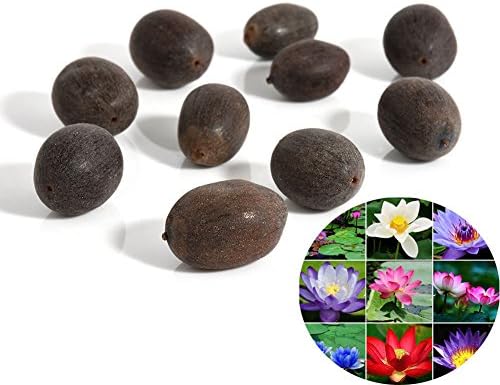 Gmgqsago 10Pcs Water Lily Flower Plant Bowl Pond Bonsai Seeds Home Garden Yard Decor - Mixed Color