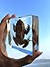 Toad Specimen Paperweight Science Education Specimens