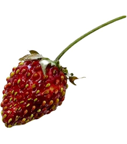 Amazon.com : Reine des Vallees Red Alpine Strawberry Fraise des