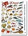 fishcardscom New! Hawaii Reef Fish and Invertebrate ID Set of 2 Identical Cards 6x9 Inches