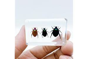 BETENSH Various Cute Resin Insects, Insect Specimens，Resin Preservation, Resin Amber for Children's Science Education, Collection (Three Little Beetles)