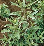 David's Garden Seeds Herb Epazote D782A (Green) 1000 Organic Seeds
