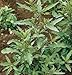 David's Garden Seeds Herb Epazote D782A (Green) 1000 Organic Seeds