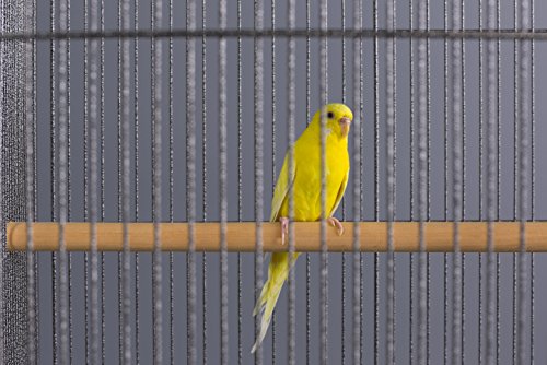 Prevue Pet Flight Cage F040 - Image 10