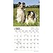 Shetland Sheepdogs 2017 Small Wall Calendar