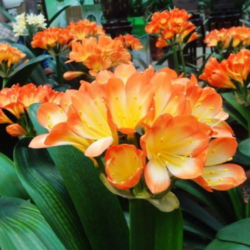 5PCS Bush Lily Clivia Seeds Living Room Plant