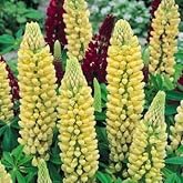 Outsidepride Chandelier Yellow Russells Lupine Seeds - 500 Pcs Perennial, Self-Sowing, Cold Hardy &amp; Frost Tolerant Wildflower Seeds for Fall Planting, Ideal for Attracting Pollinators &amp; Hummingbirds