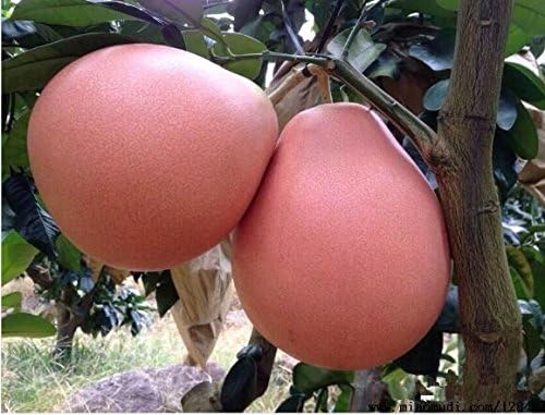 30pcs/Bag Fresh Red Meat Pomelo Tree Semillas Bonsai Plant Fruit Tree Semillas