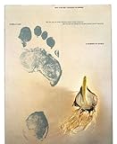 Image de Garden of Dance