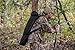 ALPS OutdoorZ NWTF Deception Hunting Blind, Mossy Oak Obsession