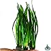 Jungle Val | Tall Vallisneria Spiralis 3-Bunch Freshwater Live Aquarium Plants Background Fish Tank Greenpro