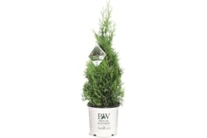 2 Gallon Proven Winners Arborvitae North Pole Shrub