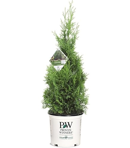 Amazon.com : Proven Winners 2 Gal. Sting Arborvitae Shrub : Patio