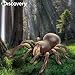 Discovery Kids RC Moving Tarantula Spider, Wireless Remote Control Toy for Kids, Great for Pranks and Halloween Decorations, Realistic Scurrying Movement, Glowing Scary Red LED Eyesthumb 1