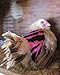 Louise's Country Closet Large Size 5 Pack Chicken Saddle