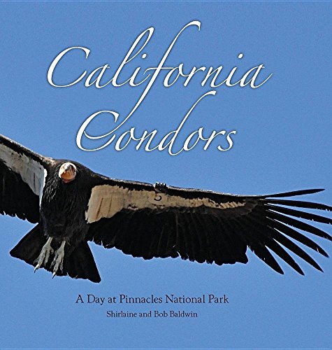 California Condors: A Day at Pinnacles National Park