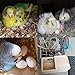 YJJKJ Wood Parakeet Nest Box Pet Bird House Parrot Breeding Mating Box Bird Cage Box for Lovebirds Cockatiel Parrotlets Budgerigar Parakeet (L)