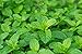 Peppermint 100% Pure Essential Oil, Therapeutic grade, Undiluted full 15ml/0.5oz - free Aromatherapy eBook with 10ml Roll On bottle, by HopeWind Health