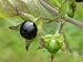50+ Seeds Atropa belladonna - Deadly Nightshade -