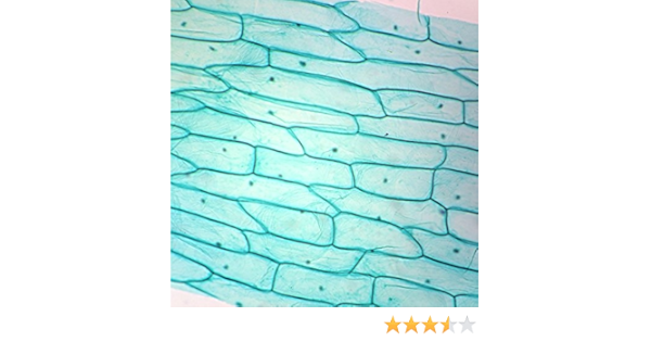 Typical Plant Cells Slide W M Microscope Sample Slides Amazon Com Industrial Scientific