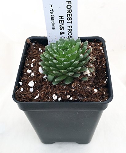 UPC 763846228648, Forest Frost Hens &amp; Chicks - Sempervivum - Very Hardy - 4&quot; Pot