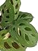 Shop Succulents | Standing Collection | Hand Selected, Air Purifying Live Maranta Red Prayer Indoor House Plant in 4