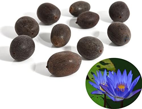 Rose Iris Tectorum Sunflower Cobaea Scandens Seed, 10Pcs Water Lily Flower Plant Bowl Pond Bonsai Seeds Home Garden Yard Decor - Blue