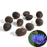 Trenton 10Pcs Water Lotus Flower Plant Bowl Pond Bonsai Seeds for Home Garden Yard Decor (Blue)