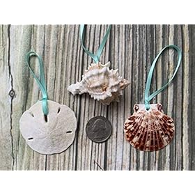 Beach Seashell and Starfish Christmas Tree Ornament Package (Standard Seashell Package) 51ieW5%2BlJGL