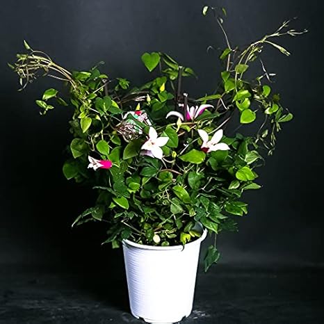 Amazon 母の日 ギフト 店長こだわり珍しい逸品 クレマチス鉢 ラッピングしてお届け 鉢花 鉢植え フラワーギフト クレマチス いろいろな珍しい種類が選べます エールフクシマ 観葉植物 オンライン通販