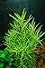 Mainam Pogostemon Octopus Potted Beginner Freshwater Live Aquarium Aquatic Plants Decorations for Fish Tank Aquascape