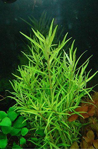 Pogostemon Octopus Potted Live Beginner Aquarium Decorations Aquatic Plants Exotic Freshwater For Fish Tank Aquascape by Mainam - Thumbnail 4