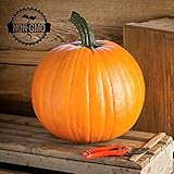 Gaea's Blessing Seeds - Pumpkin Seeds Seeds (30 Seeds) Jack O Lantern Non-GMO Heirloom 90% Germination Rate