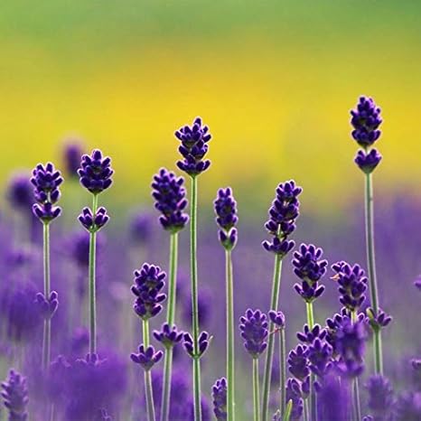 Amazon Co Jp ラベンダーアングスティフォリア花の種子は ホーム ガーデン1pcs バッグ用の鉢植えベストセラープロヴァンス短い文字列 ラベンダーの種子 ホーム キッチン