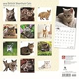 Image de British Shorthair Cats 2018 Calendar