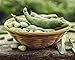 Organic Fava Beans, 3 Pounds - Broad Beans, Non-GMO, Kosher, Raw, Sproutable, Dried Vicia Faba, Bulk Seeds, Sirtfood, Product of the USA