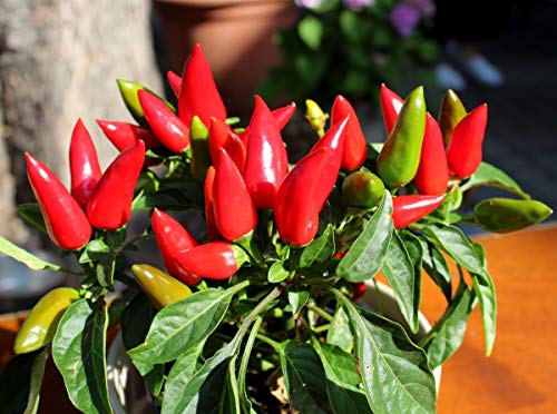 Ornamental Hot Chili Dwarf Pepper Mix Organic Seeds Rare up to 30 Seeds
