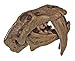 Safari Ltd Prehistoric Mammal Skulls TOOB