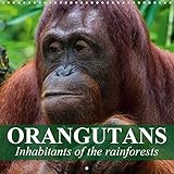 Orangutans Inhabitants of the rainforests 2020: Intelligent creatures who clearly have the ability to reason and think (Calvendo Animals) by