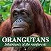 Orangutans Inhabitants of the rainforests 2020: Intelligent creatures who clearly have the ability to reason and think (Calvendo Animals) by